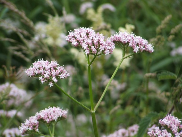 What is Valerian and how can it help Mood and Insomnia?